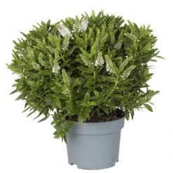 Hebe Weiß, Topf-Ø 19 Cm, 2er-Set