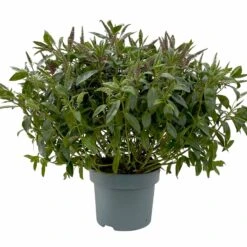 Hebe Addenda® Lila, Topf-Ø 23 Cm