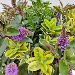 Hebe 'Quattro', Bunt, Topf-Ø 23 Cm, Höhe Ca. 40 Cm -Gartengeschäft 0690190020 Hebe Addenda T23 Quattro 5 114001