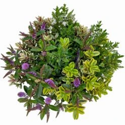 Hebe 'Quattro', Bunt, Topf-Ø 23 Cm, Höhe Ca. 40 Cm -Gartengeschäft 0690190020 Hebe Addenda T23 Quattro 9 114129