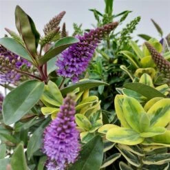 Hebe 'Quattro', Bunt, Topf-Ø 23 Cm, Höhe Ca. 40 Cm -Gartengeschäft 0690190068 Koelle Hebe T23 Donna Quattro H40 WS 1 94724