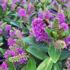 Hebe Farbe Zufällig, Topf-Ø 23 Cm -Gartengeschäft 0690190095 Koelle Hebe Addenda T23 in Farben 2 113660