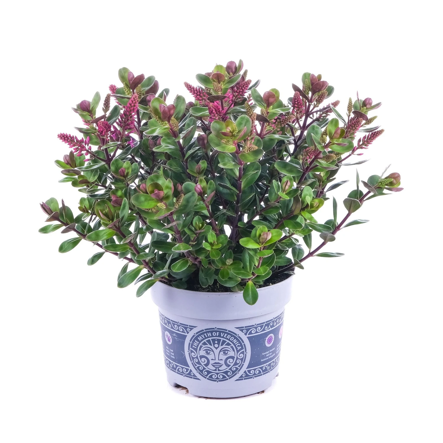 Hebe 'All Blooms®' Lila, Topf-Ø 12 Cm, 6er-Set 7 Hebe 'All Blooms®' Lila, Topf-Ø 12 Cm, 6er-Set – Bild 7