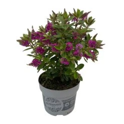 Hebe 'All Blooms®' Lila, Topf-Ø 12 Cm, 6er-Set 20 Hebe 'All Blooms®' Lila, Topf-Ø 12 Cm, 6er-Set -Gartengeschäft 0690190100 Koelle Hebe All Blooms T12 lila 6er Set WS 3 95731