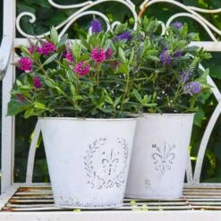 Hebe 'All Blooms®' Lila, Topf-Ø 12 Cm, 6er-Set 15 Hebe 'All Blooms®' Lila, Topf-Ø 12 Cm, 6er-Set -Gartengeschäft 0690190100 Koelle Hebe All Blooms T12 lila 6er Set WS 6 95620