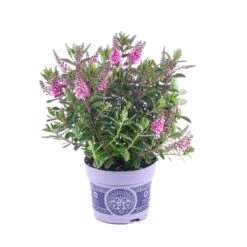 Hebe 'All Blooms®' Lila, Topf-Ø 12 Cm, 6er-Set 17 Hebe 'All Blooms®' Lila, Topf-Ø 12 Cm, 6er-Set -Gartengeschäft 0690190100 Koelle Hebe All Blooms T12 lila 6er Set WS 8 95622