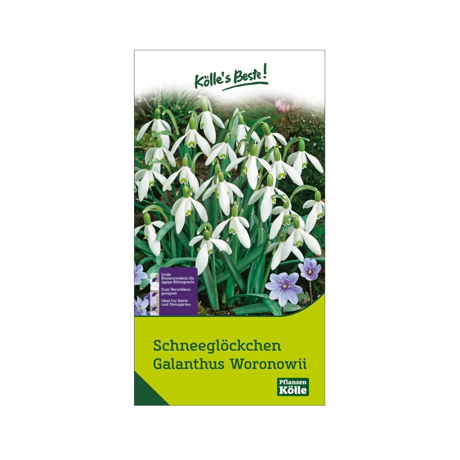 Schneeglöckchen, Galanthus Woronowii, 50 Blumenzwiebeln 2 Schneeglöckchen, Galanthus Woronowii, 50 Blumenzwiebeln – Bild 2