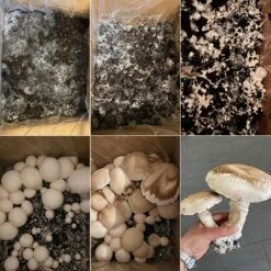 Bio Fertig-Pilzzuchtset Champignon 9 Bio Fertig-Pilzzuchtset Champignon -Gartengeschäft 0740400018 BIO Fertig Pilzzuchtset Champignon Selbstversuch 93610