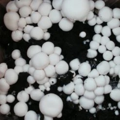 Bio Fertig-Pilzzuchtset Champignon 8 Bio Fertig-Pilzzuchtset Champignon -Gartengeschäft 0740400018 BIO Fertig Pilzzuchtset Champignon 2 32242