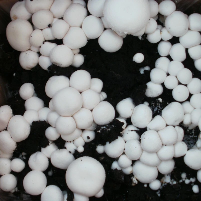 Bio Fertig-Pilzzuchtset Champignon 4 Bio Fertig-Pilzzuchtset Champignon – Bild 4