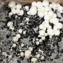 Bio Fertig-Pilzzuchtset Champignon 7 Bio Fertig-Pilzzuchtset Champignon -Gartengeschäft 0740400018 BIO Fertig Pilzzuchtset Champignon 32241