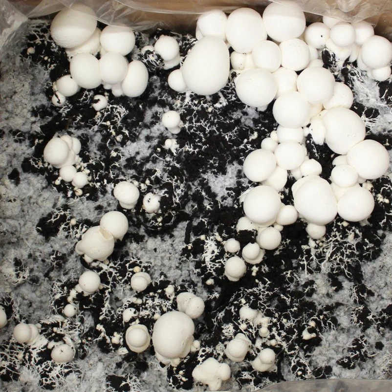 Bio Fertig-Pilzzuchtset Champignon 3 Bio Fertig-Pilzzuchtset Champignon – Bild 3