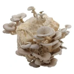 Bio Home Pilzzuchtset Für Austernpilze -Gartengeschäft 0740400024 BIO Home Pilzzuchtset Austernpilz 2 32252