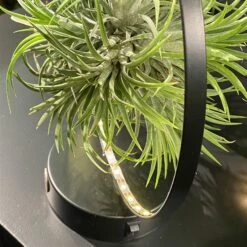 Tillandsie In Rundem Metallgestell, Schwarz, Mit LED-Beleuchtung, 17cm Ø -Gartengeschäft 1530150099 Tillandsie im Metallring beleuchtet 4 116945