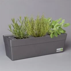 Grillkräuter Salbei, Rosmarin & Thymian, Topf 11x11 Cm, Inkl. Greenbar®