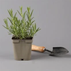 Grillkräuter Salbei, Rosmarin & Thymian, Topf 11x11 Cm, Inkl. Greenbar® 14 Grillkräuter Salbei, Rosmarin & Thymian, Topf 11x11 Cm, Inkl. Greenbar® -Gartengeschäft 1610300382 rosmarin Greenbar Grillkraeuter Kasten Anthrazit und 3Kraeuter t 122891