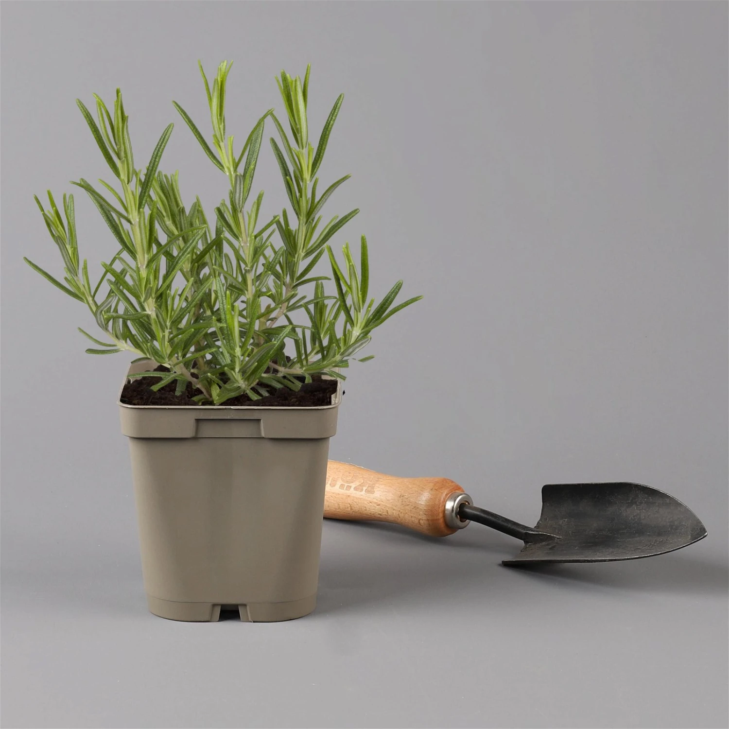 Grillkräuter Salbei, Rosmarin & Thymian, Topf 11x11 Cm, Inkl. Greenbar® 5 Grillkräuter Salbei, Rosmarin & Thymian, Topf 11x11 Cm, Inkl. Greenbar® – Bild 5