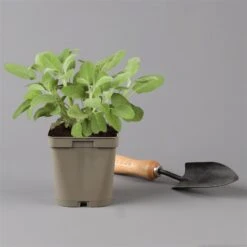 Grillkräuter Salbei, Rosmarin & Thymian, Topf 11x11 Cm, Inkl. Greenbar® 13 Grillkräuter Salbei, Rosmarin & Thymian, Topf 11x11 Cm, Inkl. Greenbar® -Gartengeschäft 1610300382 salbei Greenbar Grillkraeuter Kasten Anthrazit und 3Kraeuter t 122890