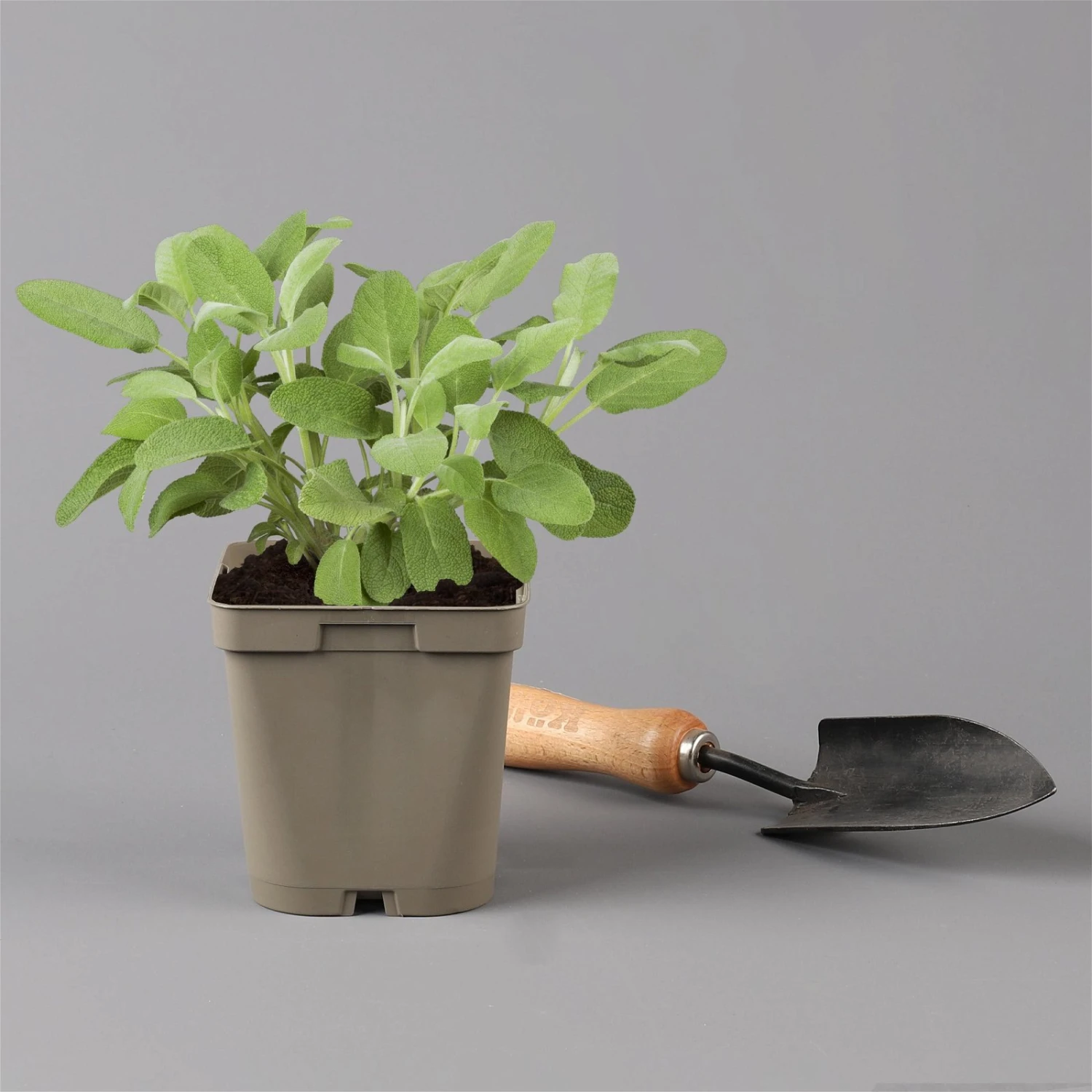 Grillkräuter Salbei, Rosmarin & Thymian, Topf 11x11 Cm, Inkl. Greenbar® 4 Grillkräuter Salbei, Rosmarin & Thymian, Topf 11x11 Cm, Inkl. Greenbar® – Bild 4