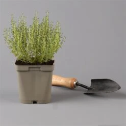 Grillkräuter Salbei, Rosmarin & Thymian, Topf 11x11 Cm, Inkl. Greenbar® 12 Grillkräuter Salbei, Rosmarin & Thymian, Topf 11x11 Cm, Inkl. Greenbar® -Gartengeschäft 1610300382 thymian Greenbar Grillkraeuter Kasten Anthrazit und 3Kraeuter t 122889