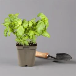 Küchenkräuter Basilikum, Oregano & Petersilie, Topf 11x11 Cm, Inkl. Greenbar® -Gartengeschäft 1610300383 basilikum Greenbar Kuechenkraeuter Kasten Anthrazit und 3Kraeuter 122886