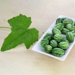 Bio Mexikanische Minigurke, Topf-Ø 12 Cm, 3er-Set -Gartengeschäft 1620330088 Blu Bio Mexikanische Minigurke 3er Set 2 109708