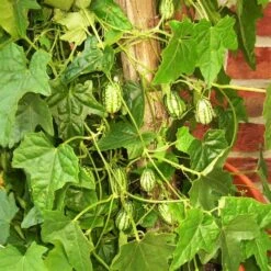 Bio Mexikanische Minigurke, Topf-Ø 12 Cm, 3er-Set -Gartengeschäft 1620330088 Blu Bio Mexikanische Minigurke 3er Set 3 109706