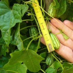 Bio Mexikanische Minigurke, Topf-Ø 12 Cm, 3er-Set -Gartengeschäft 1620330088 Blu Bio Mexikanische Minigurke 3er Set 4 109707