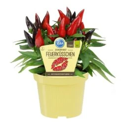 Bio Chili 'Feuerküsschen', Scharf, Topf-Ø 12 Cm, 3er-Set