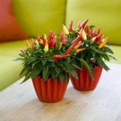 Bio Paprika 'Naschzipfel', Mild, Topf-Ø 12 Cm, 3er-Set -Gartengeschäft 1620330092 Blu Bio Naschzipfel mild 3er Set 5 109486