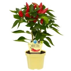 Blu Bio Snack-Chili, Mittelscharf, Topf-Ø 12 Cm, 3er-Set