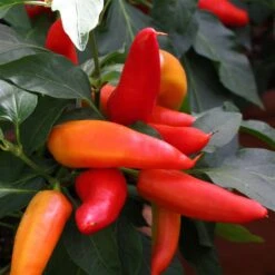 Blu Bio Snack-Chili, Mittelscharf, Topf-Ø 12 Cm, 3er-Set -Gartengeschäft 1620330094 Blu Bio Snack Chilli mittelscharf 3er Set 4 109488