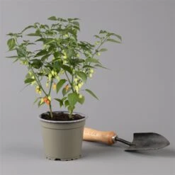 Blu Bio Chilipflanze Tropfen-Chili, Topf-Ø 15 Cm, 3er Set -Gartengeschäft 1620330114 Blu Bio Tropfen Chili T12 3er Set mild bis leichte Schaerfe 1 124229