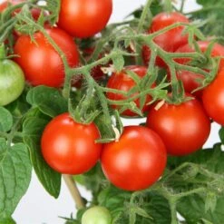 Blu Bio Cocktailtomate 'Naschtomate F1', Topf-Ø 12 Cm, 3er Set -Gartengeschäft 1620330131 Blu Bio Naschtomate T12 3er Set Cocktailtomate 1 124301
