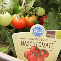 Blu Bio Cocktailtomate 'Naschtomate F1', Topf-Ø 12 Cm, 3er Set -Gartengeschäft 1620330131 Blu Bio Naschtomate T12 3er Set Cocktailtomate 2 124300