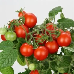 Blu Bio Cocktailtomate 'Naschtomate F1', Topf-Ø 12 Cm, 3er Set -Gartengeschäft 1620330131 Blu Bio Naschtomate T12 3er Set Cocktailtomate 6 124302