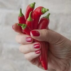 Blu Bio Chilipflanze Zwerg-Chili, Topf-Ø 12 Cm, 3er Set -Gartengeschäft 1620330132 Blu Bio Zwerg Chili mit Fruechte T12 3er Set extra scharf 1 124309