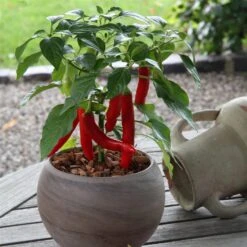 Blu Bio Chilipflanze Zwerg-Chili, Topf-Ø 12 Cm, 3er Set -Gartengeschäft 1620330132 Blu Bio Zwerg Chili mit Fruechte T12 3er Set extra scharf 6 124307