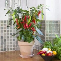 Blu Bio Chilipflanze Zwerg-Chili, Topf-Ø 12 Cm, 3er Set -Gartengeschäft 1620330132 Blu Bio Zwerg Chili mit Fruechte T12 3er Set extra scharf 9 124306