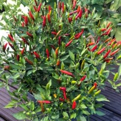 Blu Bio Chili 'Thai Chili F1', Topf-Ø 15 Cm, 3er Set -Gartengeschäft 1620330133 Blu Bio Thai Chili T15 3er Set mit Fruechte 11 124316