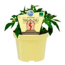 Blu Bio Chili 'Thai Chili F1', Topf-Ø 15 Cm, 3er Set -Gartengeschäft 1620330133 Blu Bio Thai Chili T15 3er Set mit Fruechte 1 124312