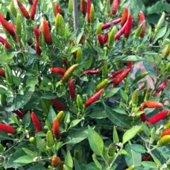 Blu Bio Chili 'Thai Chili F1', Topf-Ø 15 Cm, 3er Set -Gartengeschäft 1620330133 Blu Bio Thai Chili T15 3er Set mit Fruechte 2 124314