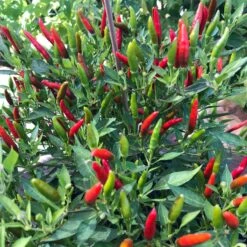 Blu Bio Chili 'Thai Chili F1', Topf-Ø 15 Cm, 3er Set -Gartengeschäft 1620330133 Blu Bio Thai Chili T15 3er Set mit Fruechte 3 124313