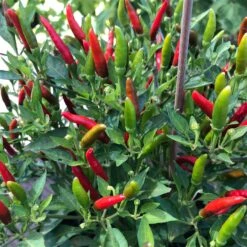 Blu Bio Chili 'Thai Chili F1', Topf-Ø 15 Cm, 3er Set -Gartengeschäft 1620330133 Blu Bio Thai Chili T15 3er Set mit Fruechte 4 124318