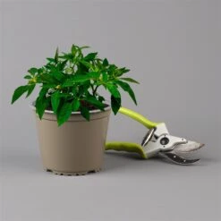 Blu Bio Chili 'Thai Chili F1', Topf-Ø 15 Cm, 3er Set -Gartengeschäft 1620330133 Blu Bio Thai Chili T15 3er Set mit Fruechte 124315