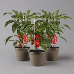 Blu Bio Snack-Paprika 'Paragon F1', Topf-Ø 15 Cm, 3er Set