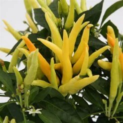 Blu Bio Paprikapflanze 'Paprikaños', Topf-Ø 15 Cm, 3er Set -Gartengeschäft 1620330135 Blu Bio Paprikanos T15 3er Set mit Fruechte 3 124323