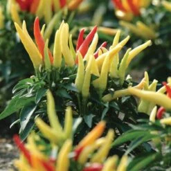 Blu Bio Paprikapflanze 'Paprikaños', Topf-Ø 15 Cm, 3er Set -Gartengeschäft 1620330135 Blu Bio Paprikanos T15 3er Set mit Fruechte 5 124325