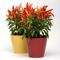 Blu Bio Paprikapflanze 'Paprikaños', Topf-Ø 15 Cm, 3er Set -Gartengeschäft 1620330135 Blu Bio Paprikanos T15 3er Set mit Fruechte 6 124324