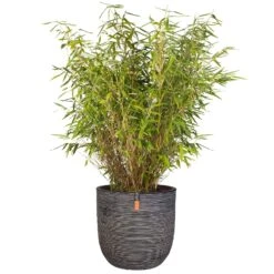 Pflanzgefäß Rib Cullen, Anthrazit, Ø 35 X H 34 Cm -Gartengeschäft 3210103450 Pflanzgefaess Rib Cullen anthrazit 63455